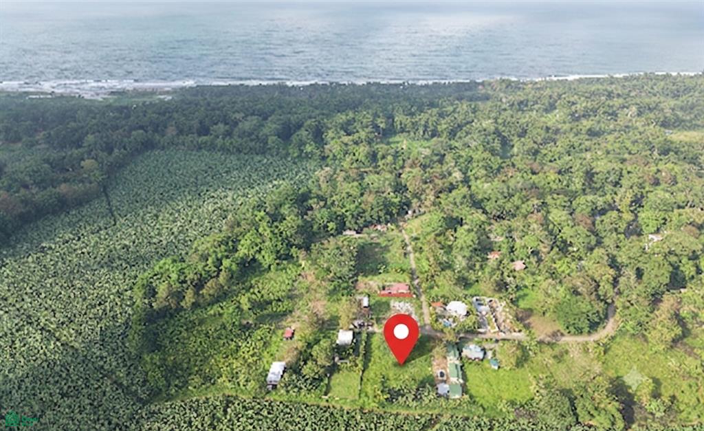 3 Banana Azul Cahuita Limon