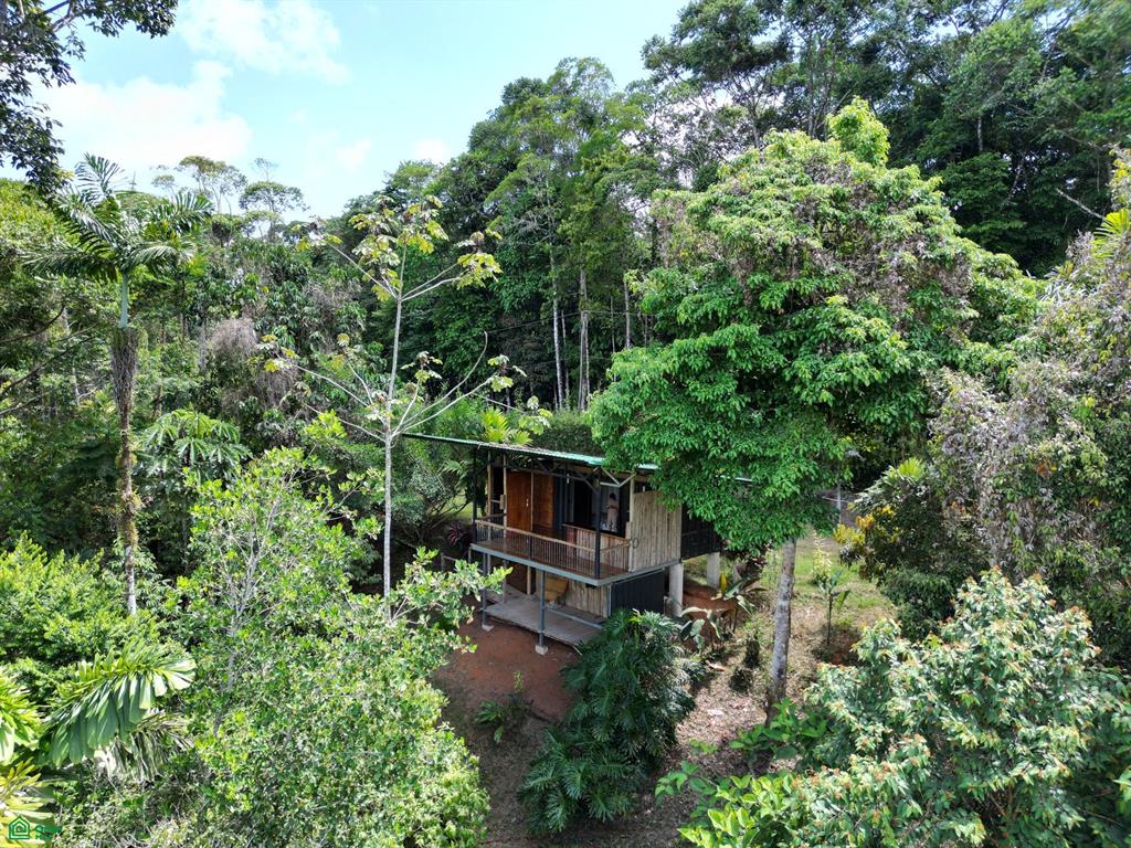 Tinamastes Puntarenas