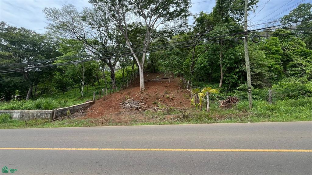 Matapalo Cabo Velas Guanacaste