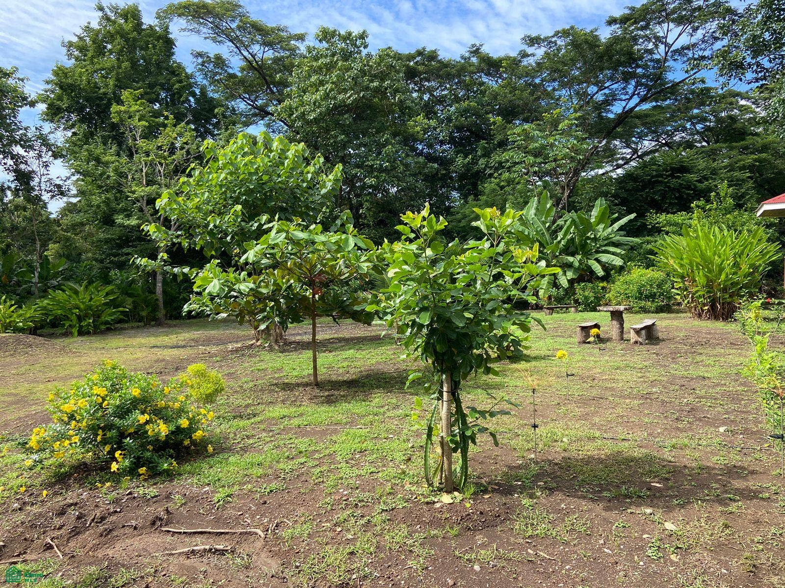 La Selva Azul, Cabuya, Cbano, Puntarenas, Puntarenas, Costa Rica 60111
