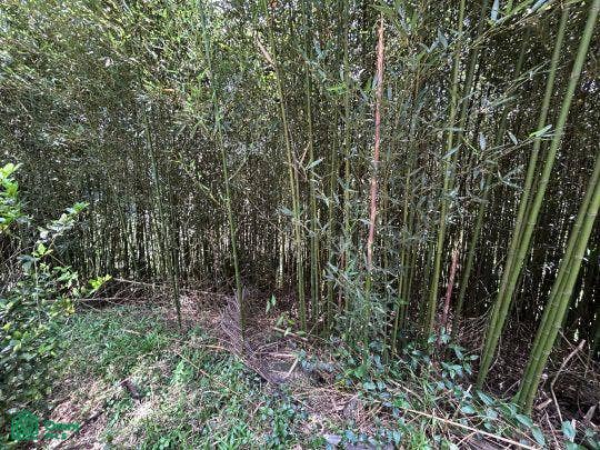 Finca en venta 2.4 hectáreas.La Suiza de Turrialba, La Suiza, Turrialba, Cartago, Costa Rica 30502