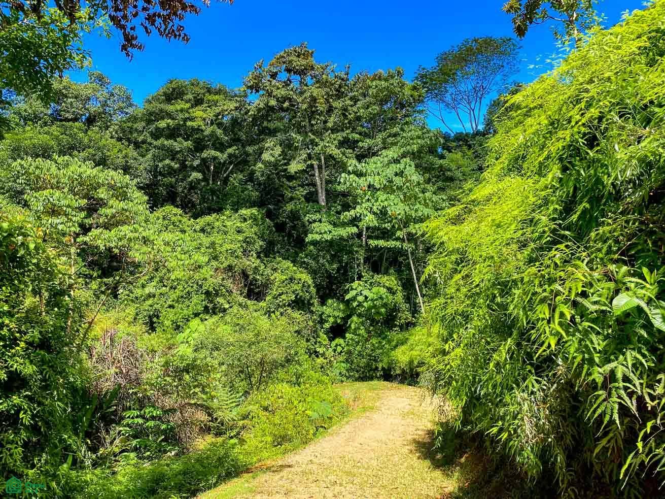 Tres Rios, Costa Azul, Tres Rios, Puerto Corts, Osa, Puntarenas, Costa Rica 60501 Tres Rios, Costa Azul, Tres Rios, Puerto Corts, Osa, Puntarenas, Costa Rica 60501