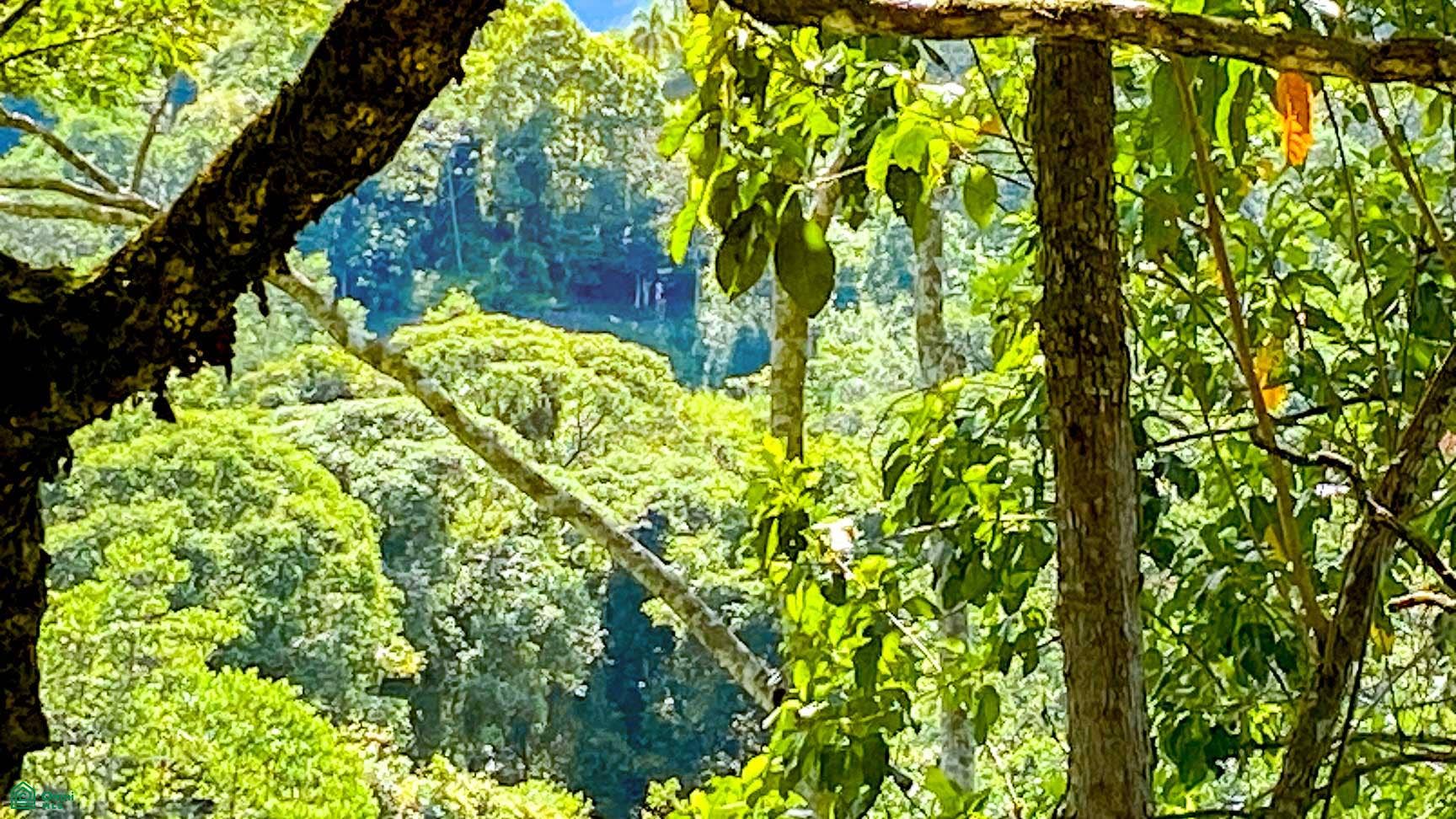 Tres Rios, Costa Azul, Tres Rios, Puerto Corts, Osa, Puntarenas, Costa Rica 60501 Tres Rios, Costa Azul, Tres Rios, Puerto Corts, Osa, Puntarenas, Costa Rica 60501