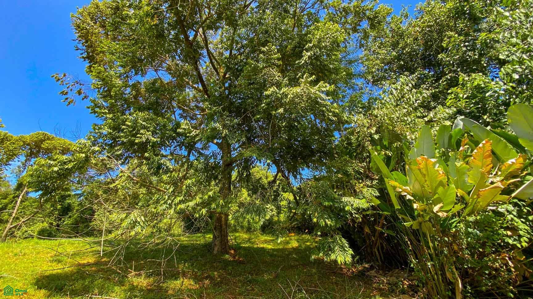 Tres Rios, Costa Azul, Tres Rios, Puerto Corts, Osa, Puntarenas, Costa Rica 60501 Tres Rios, Costa Azul, Tres Rios, Puerto Corts, Osa, Puntarenas, Costa Rica 60501