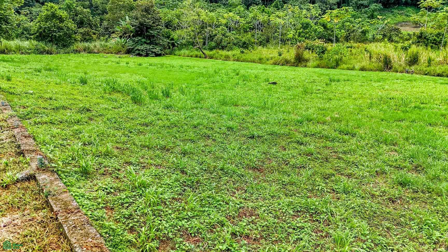 Coronado, Osa, Coronado, Osa, Puerto Corts, Osa, Puntarenas, Costa Rica 60501 Coronado, Osa, Coronado, Osa, Puerto Corts, Osa, Puntarenas, Costa Rica 60501