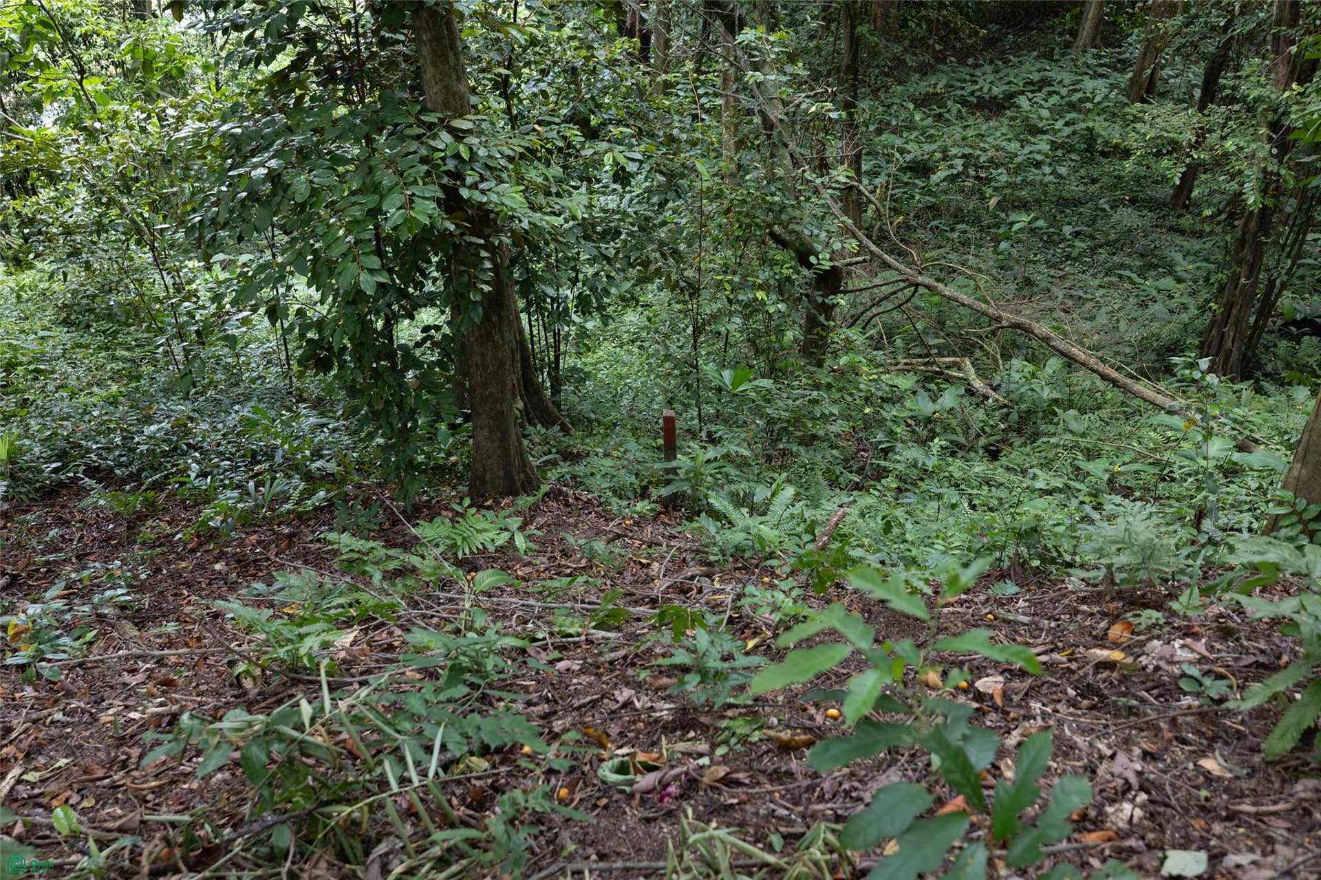 Manuel Antonio, Quepos, Quepos, Puntarenas, Costa Rica 60601