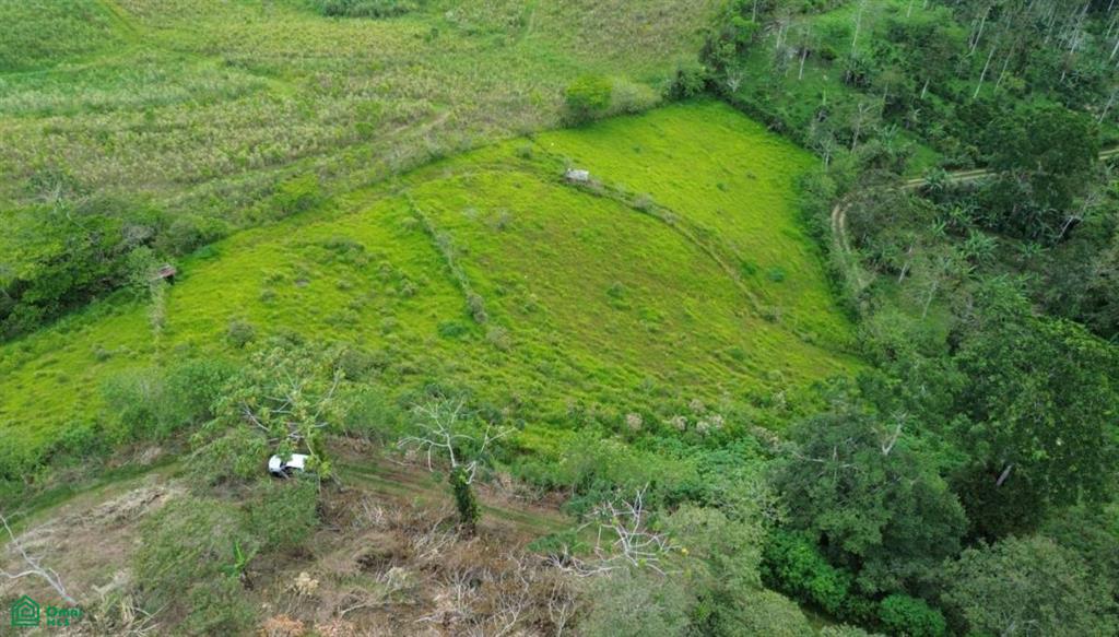 Pavones Turrialba Cartago