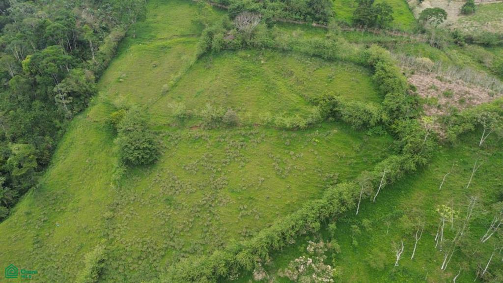 Jabillos Turrialba Cartago