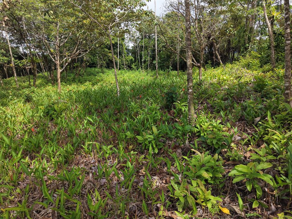 Avenue Principle Ojochal Puntarenas