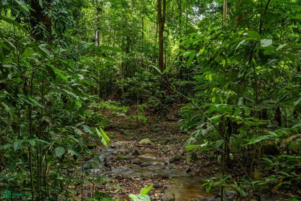 Puerto Corts, Osa, Puntarenas, Costa Rica