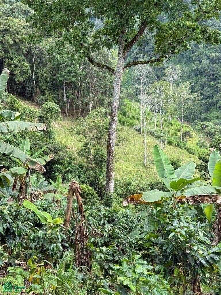paso Marcos, Tayutic, Turrialba, Turrialba, Cartago, Costa Rica paso Marcos, Tayutic, Turrialba, Turrialba, Cartago, Costa Rica
