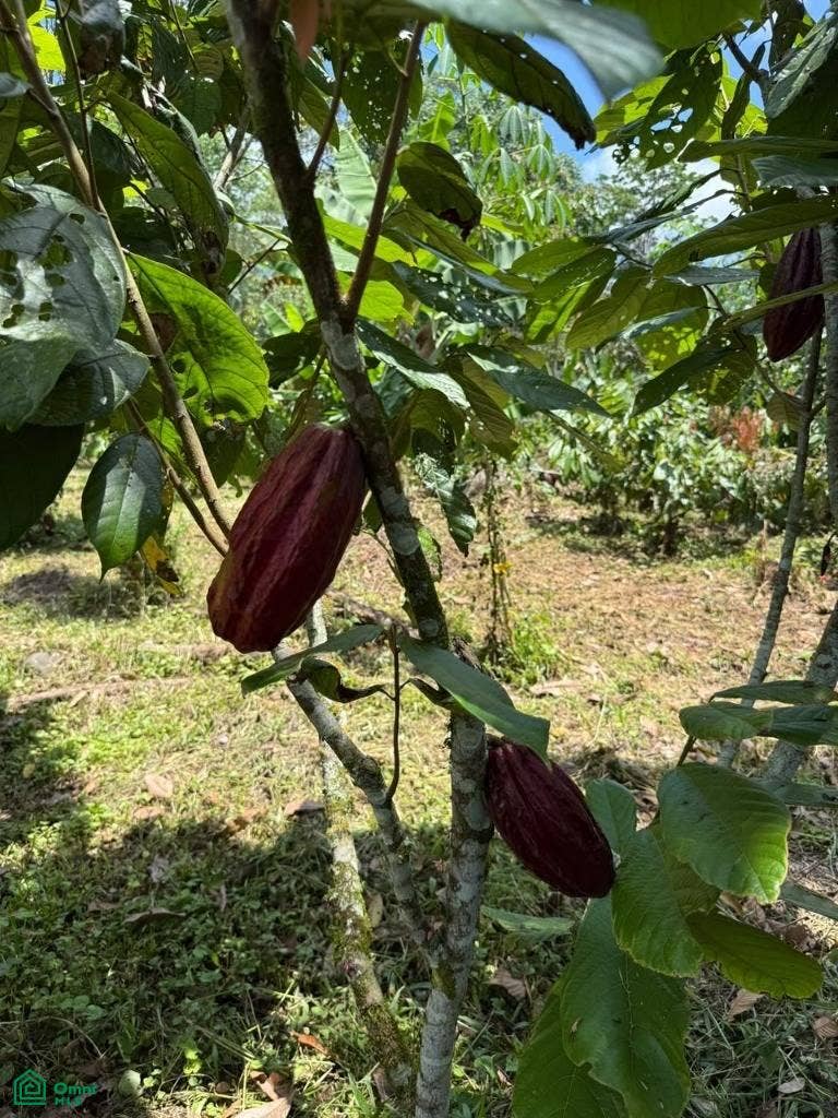 San Ramón de Santa Teresita, Santa Teresita, Turrialba, Turrialba, Cartago, Costa Rica 30505