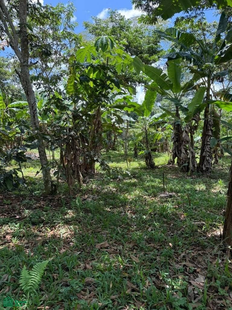 San Ramón de Santa Teresita, Santa Teresita, Turrialba, Turrialba, Cartago, Costa Rica 30505
