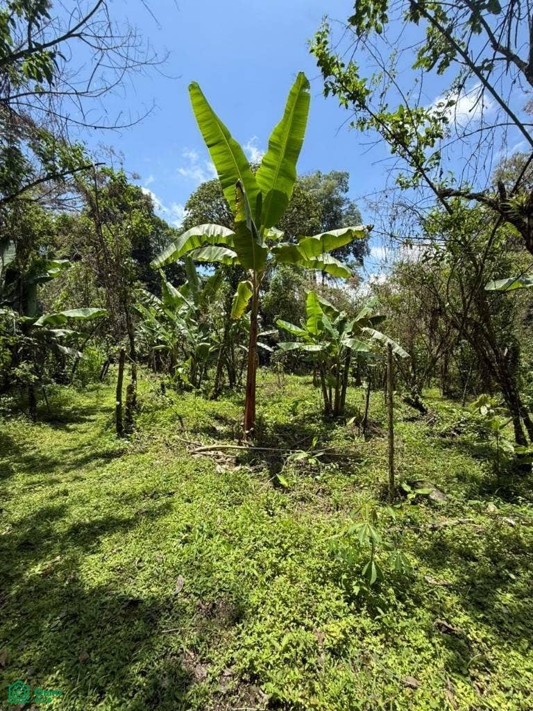 San Ramón de Santa Teresita, Santa Teresita, Turrialba, Turrialba, Cartago, Costa Rica 30505