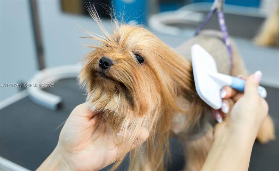Property photo for Pet Grooming, Pompano Beach, FL
