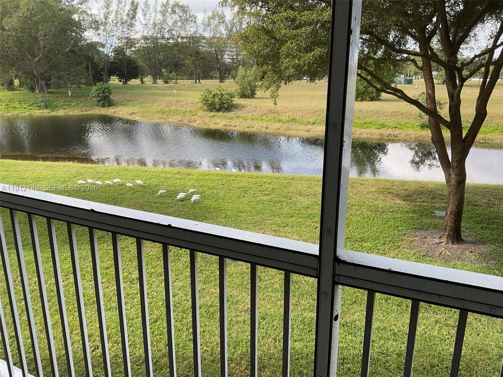 3080 N Course Drive, #209, Pompano Beach, FL 33069 Ibis enjoying the grounds