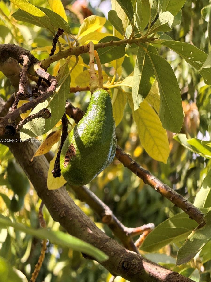 Avocado tree