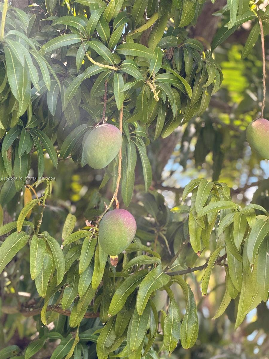 Mango tree