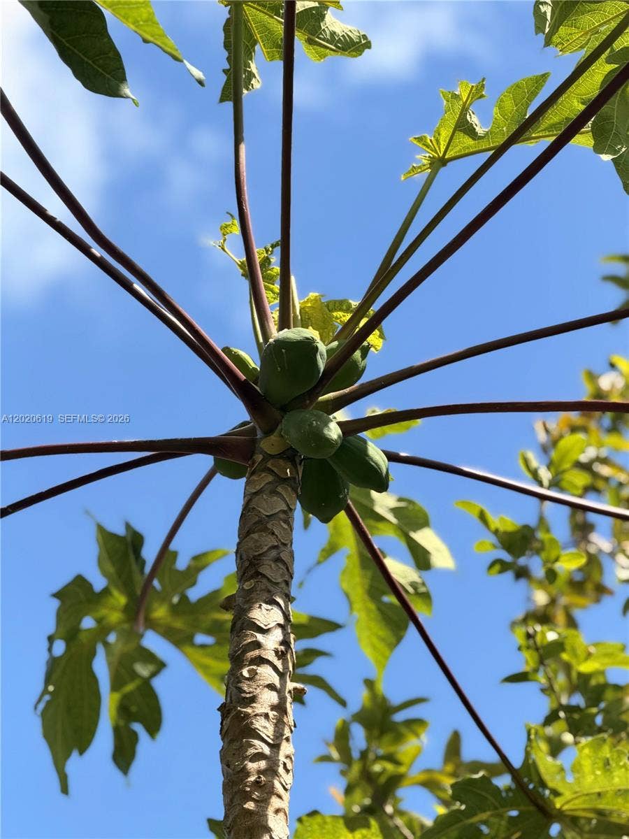 Guava tree