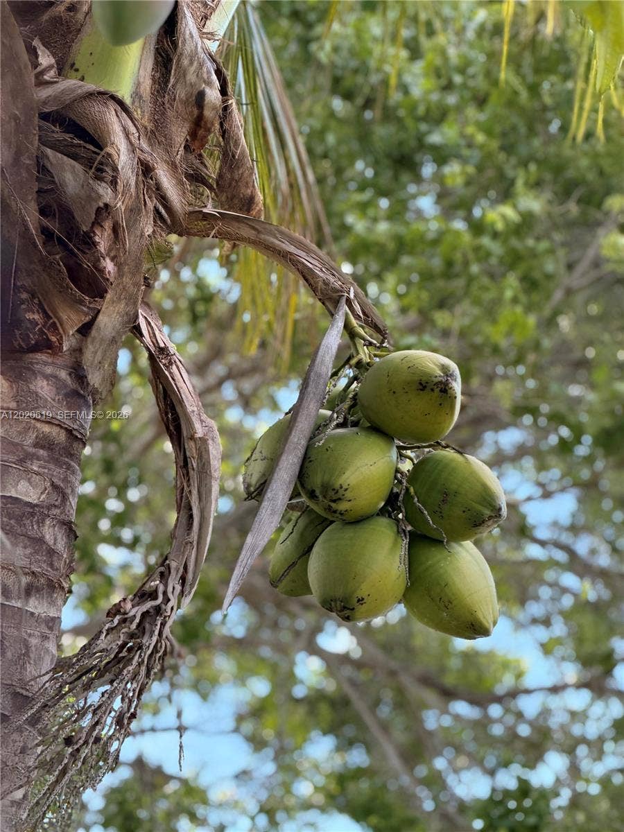 Coconut tree