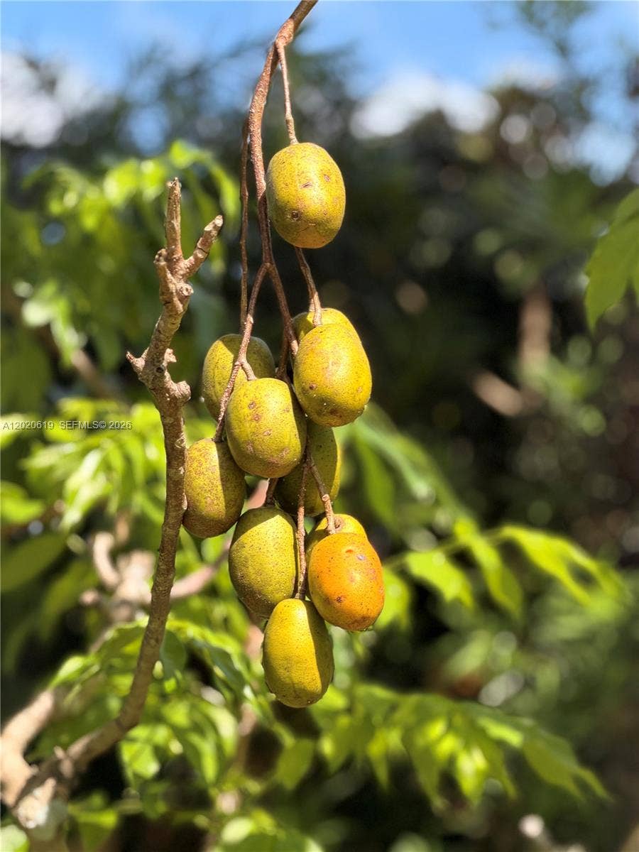 Citrus tree