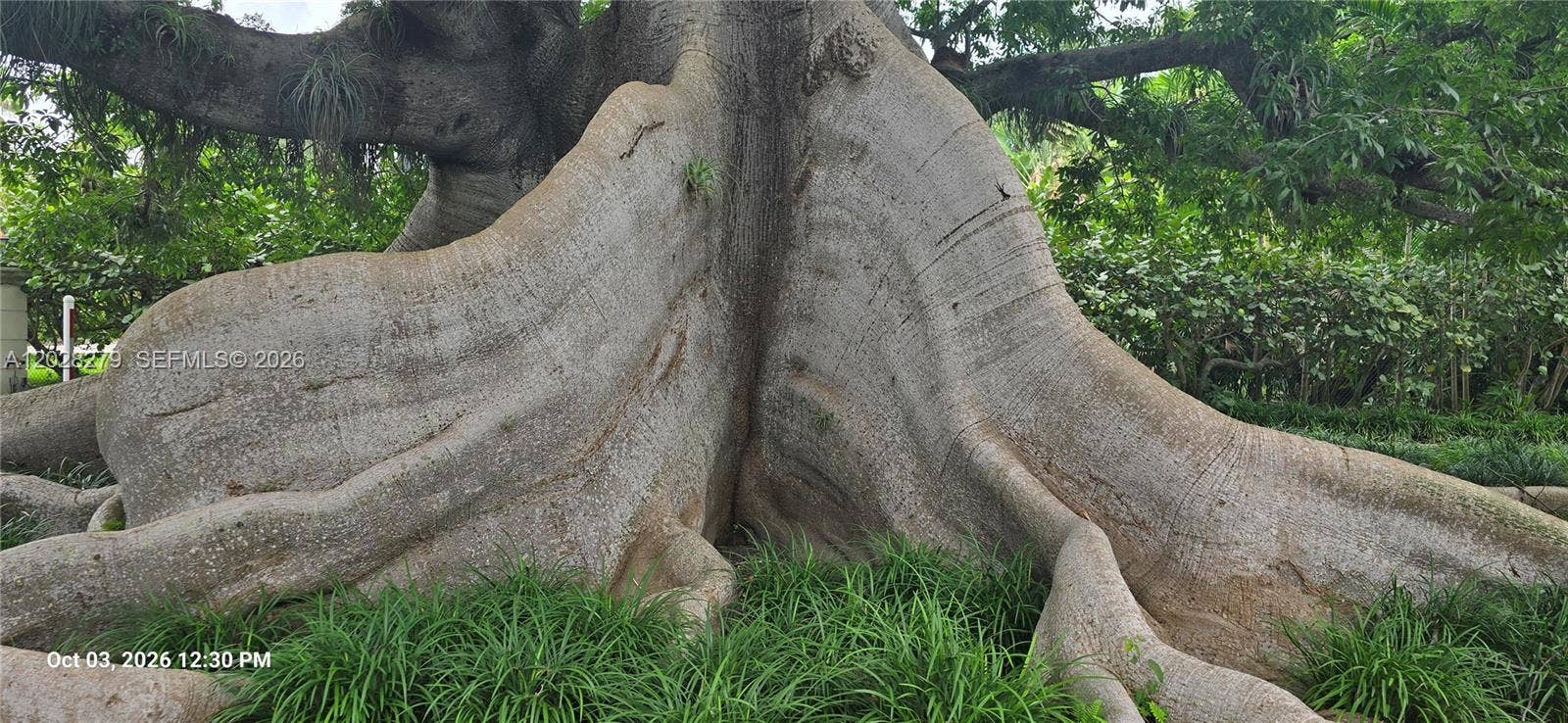 3462 N Moorings Way, Miami, FL 33133 100 Year Old Kapok Tree
