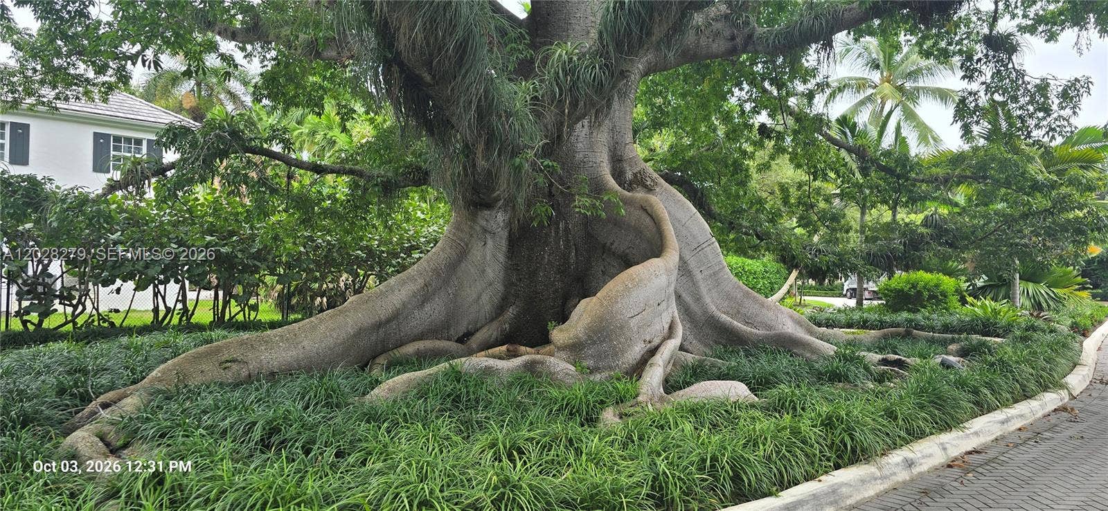 3462 N Moorings Way, Miami, FL 33133 100 Year Old Kapok Tree