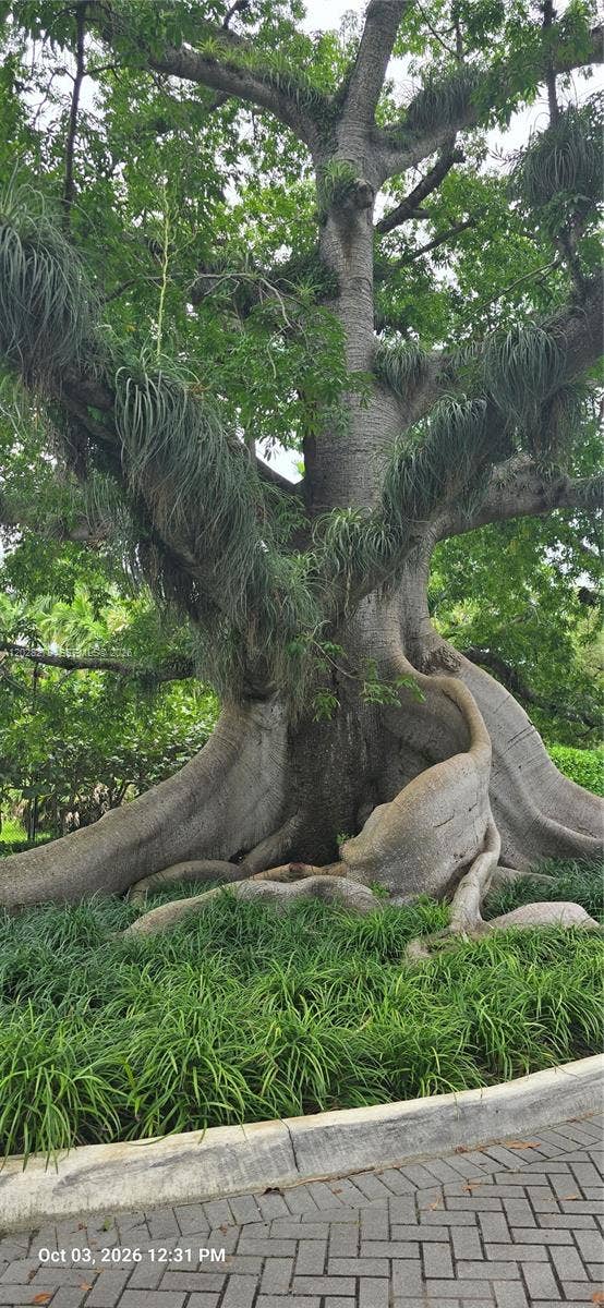 3462 N Moorings Way, Miami, FL 33133 100 Year Old Kapok Tree