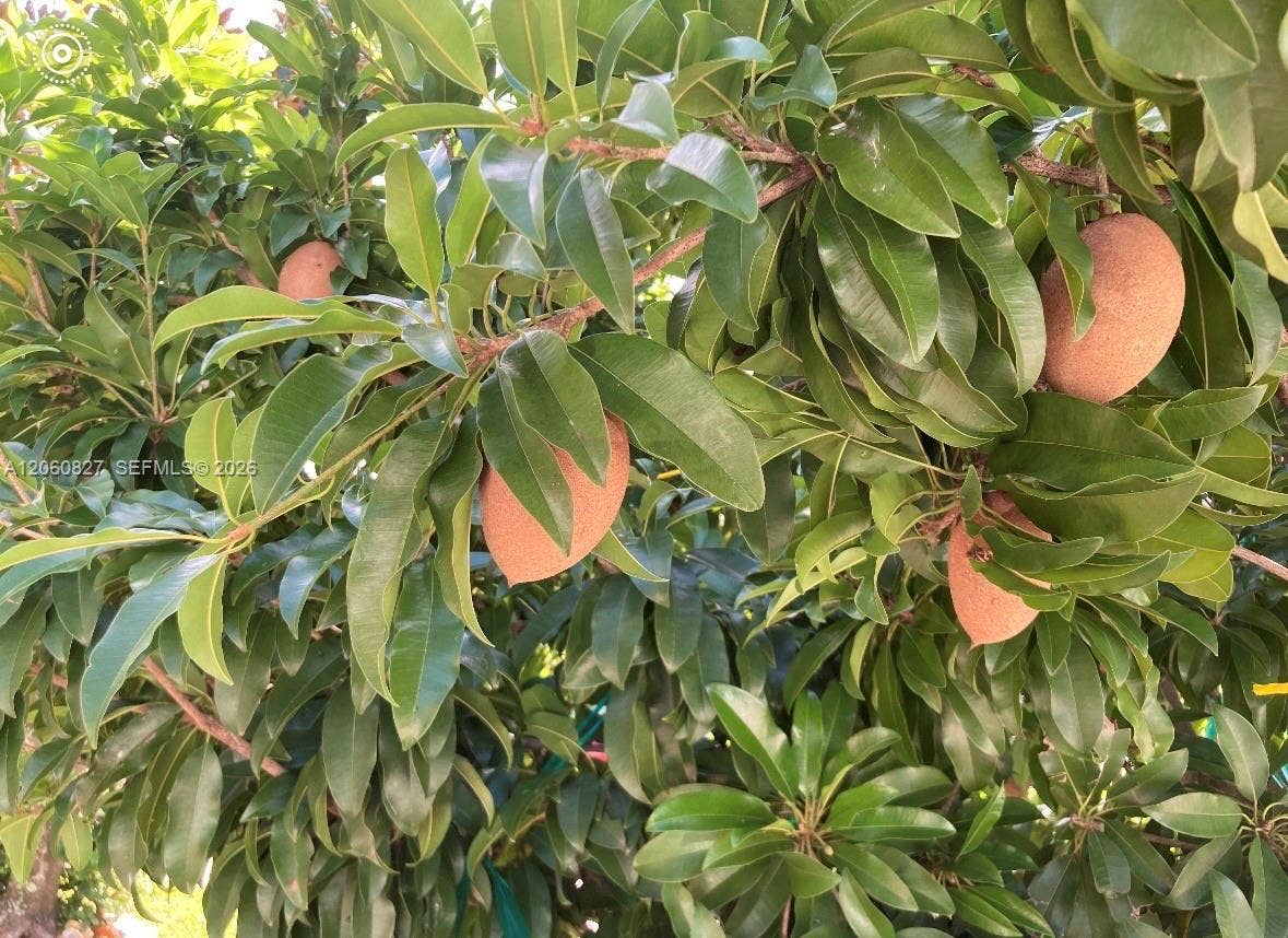Mamey tree