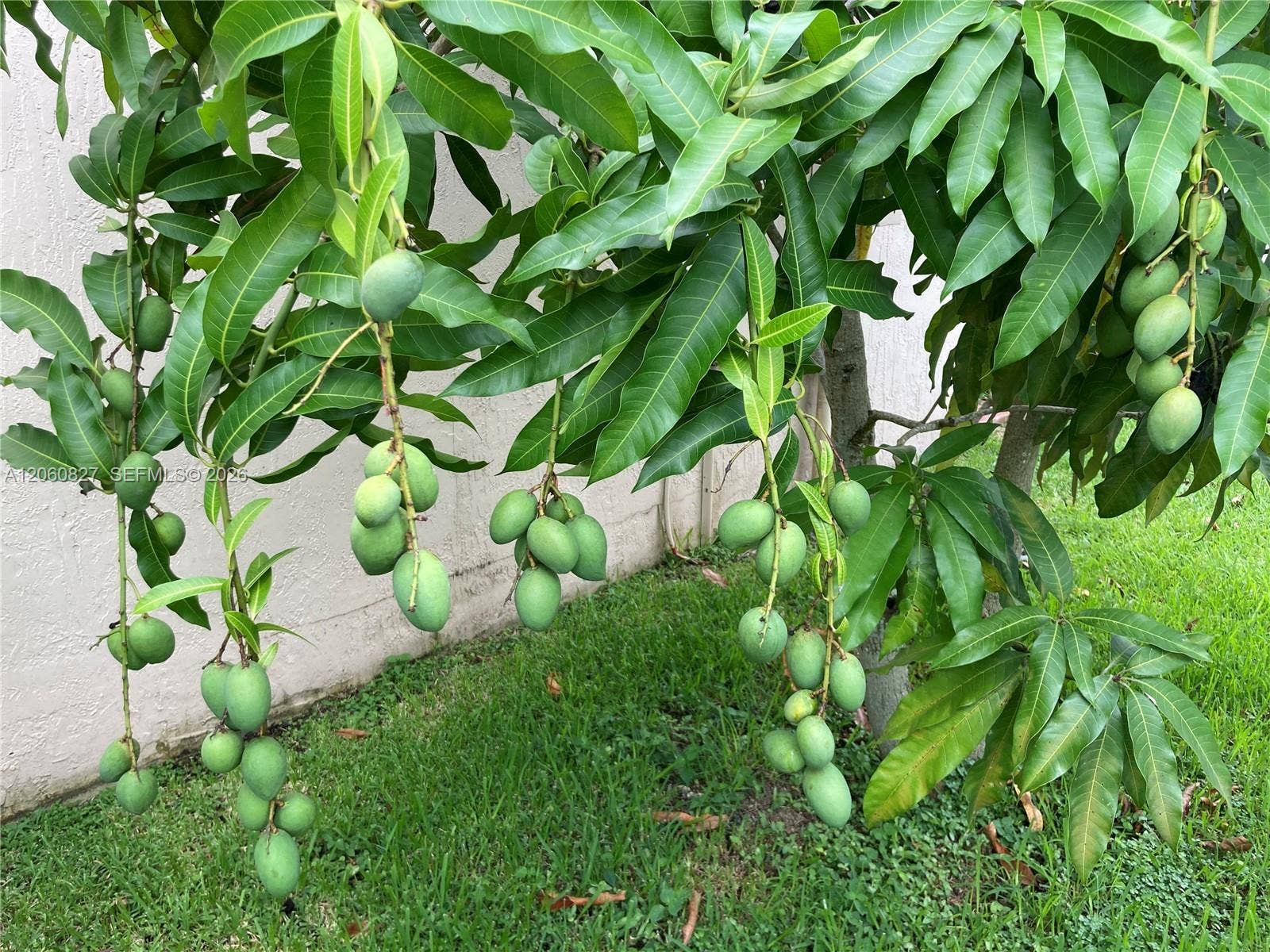 Mangoes tree