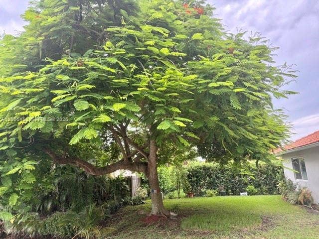 16850 Crestview Lane, Weston, Weston, FL 33326 Poinciana Tree in backyard