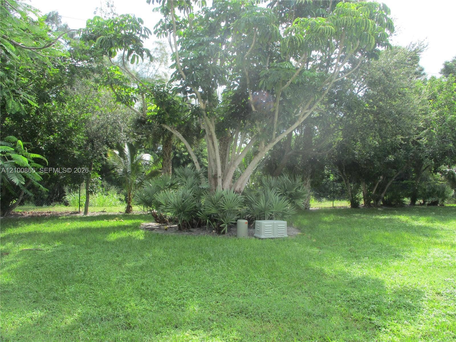 6531 SE Federal Highway, #J112, Stuart, FL 34997 Royal Poinciana trees that shaded private area off Lanai