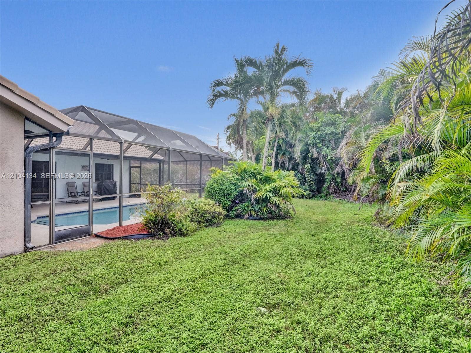 Areca Palms for Privacy in the backyard!