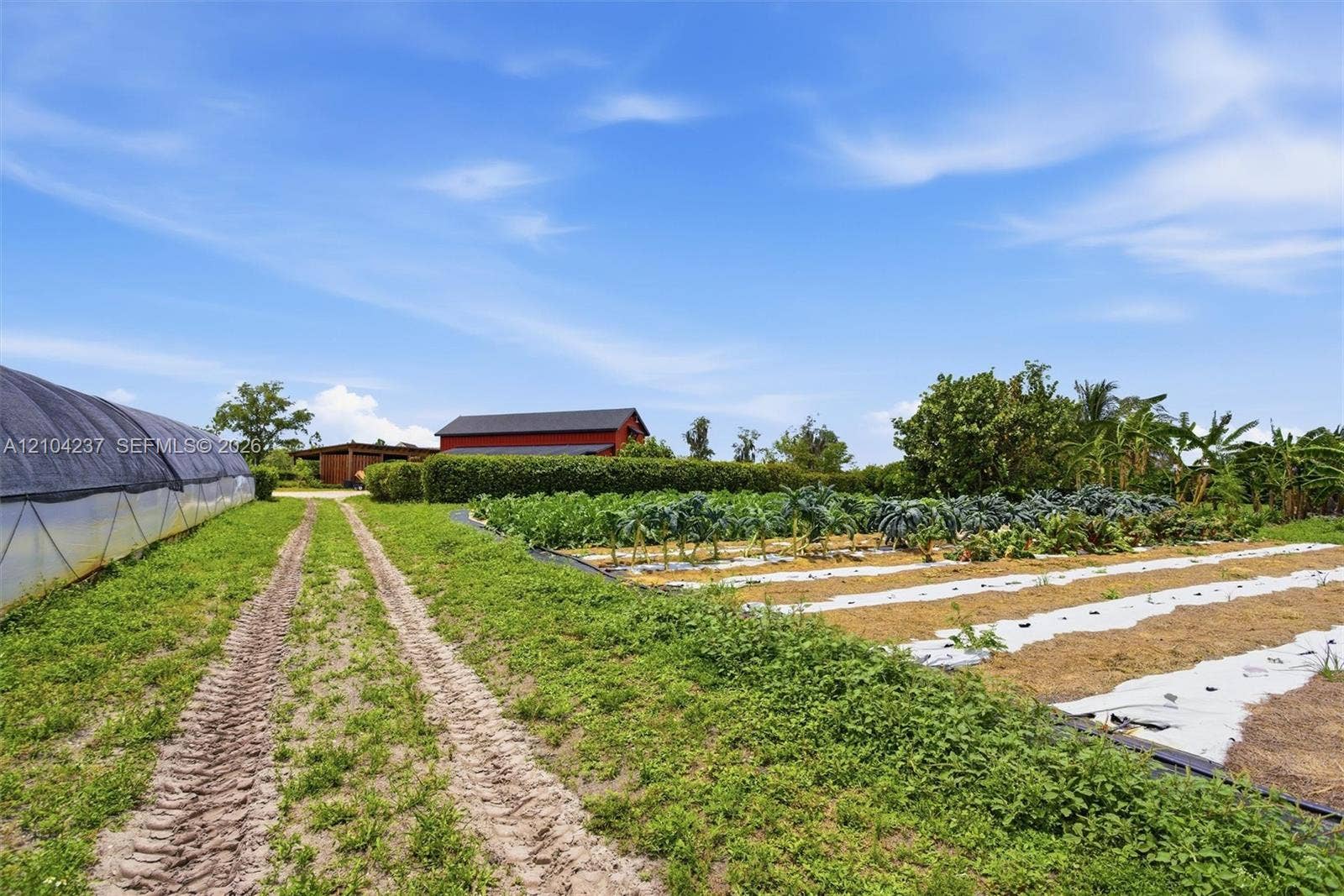 Agricultural grounds featuring a large hoop house, structured crop rows with ground cover, cultivated vegetation, and an auxiliary red barn-style structure