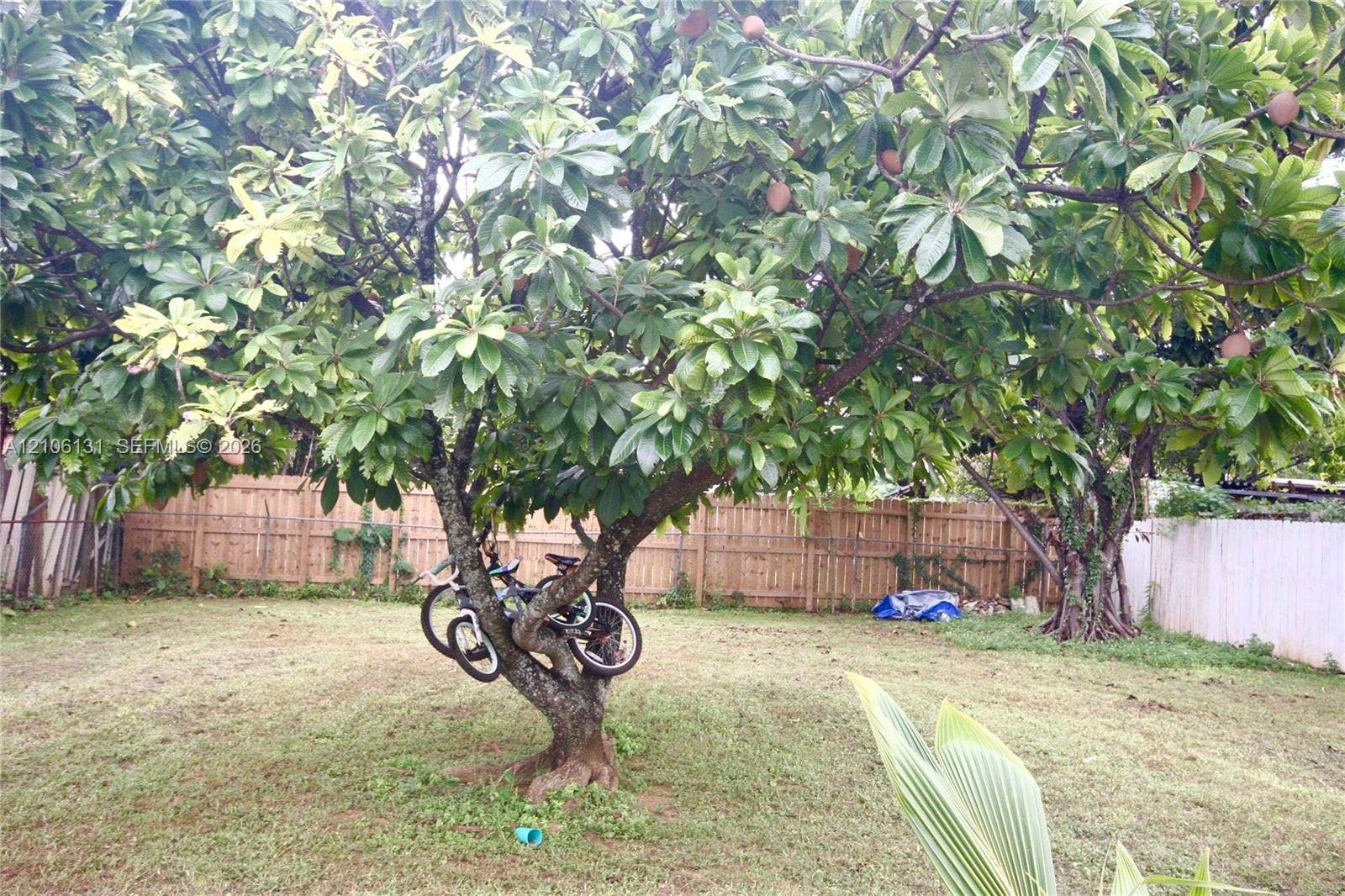 2030 NW 34th Street, Miami, FL 33142 Backyard featuring a mature fruit-bearing tree and a vertical wood board fence