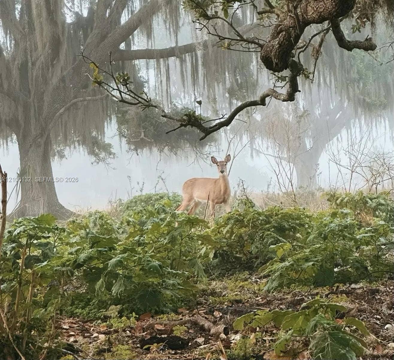 700 Wrights Lane, Lake Wales, FL 33898 Mature oak trees with draping foliage and natural, undeveloped acreage