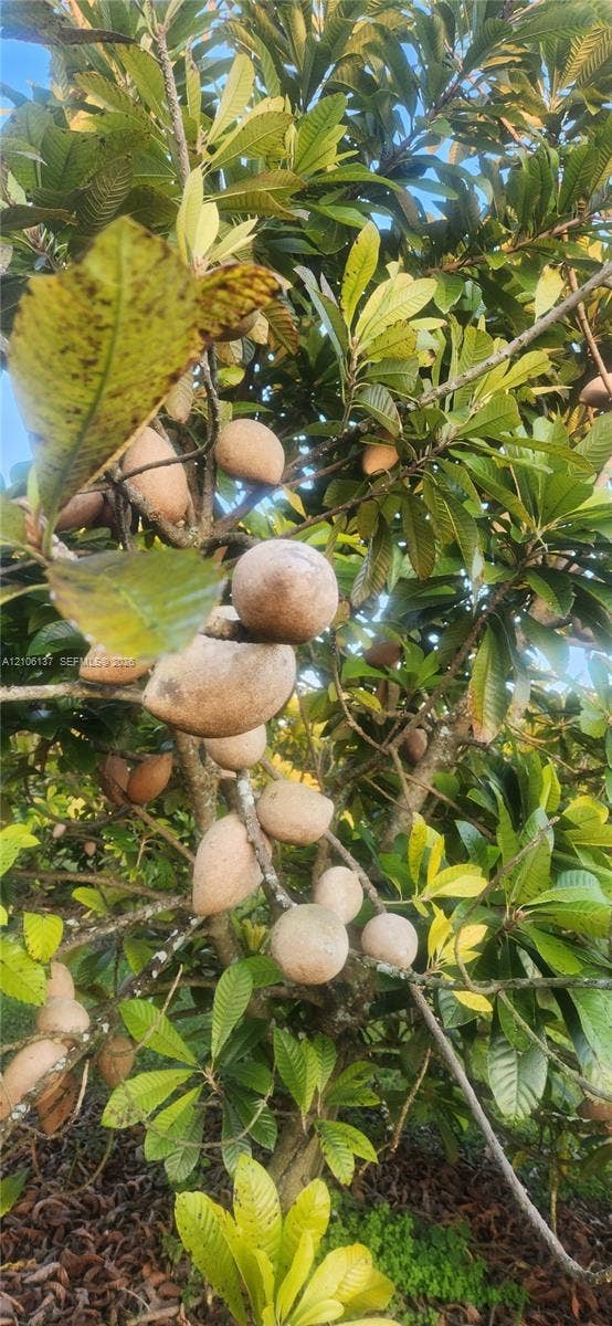 Mature fruit-bearing tree with dense, textured foliage