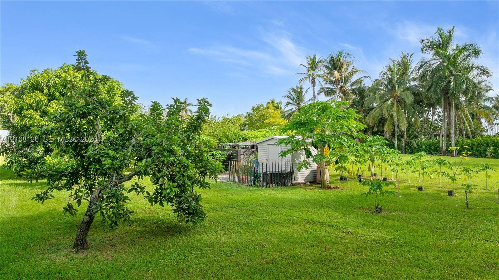 11700 NW 4th Street, Plantation, Plantation, FL 33325 Expansive outdoor space featuring a manicured lawn, established fruit-bearing trees, palms, and a detached storage structure