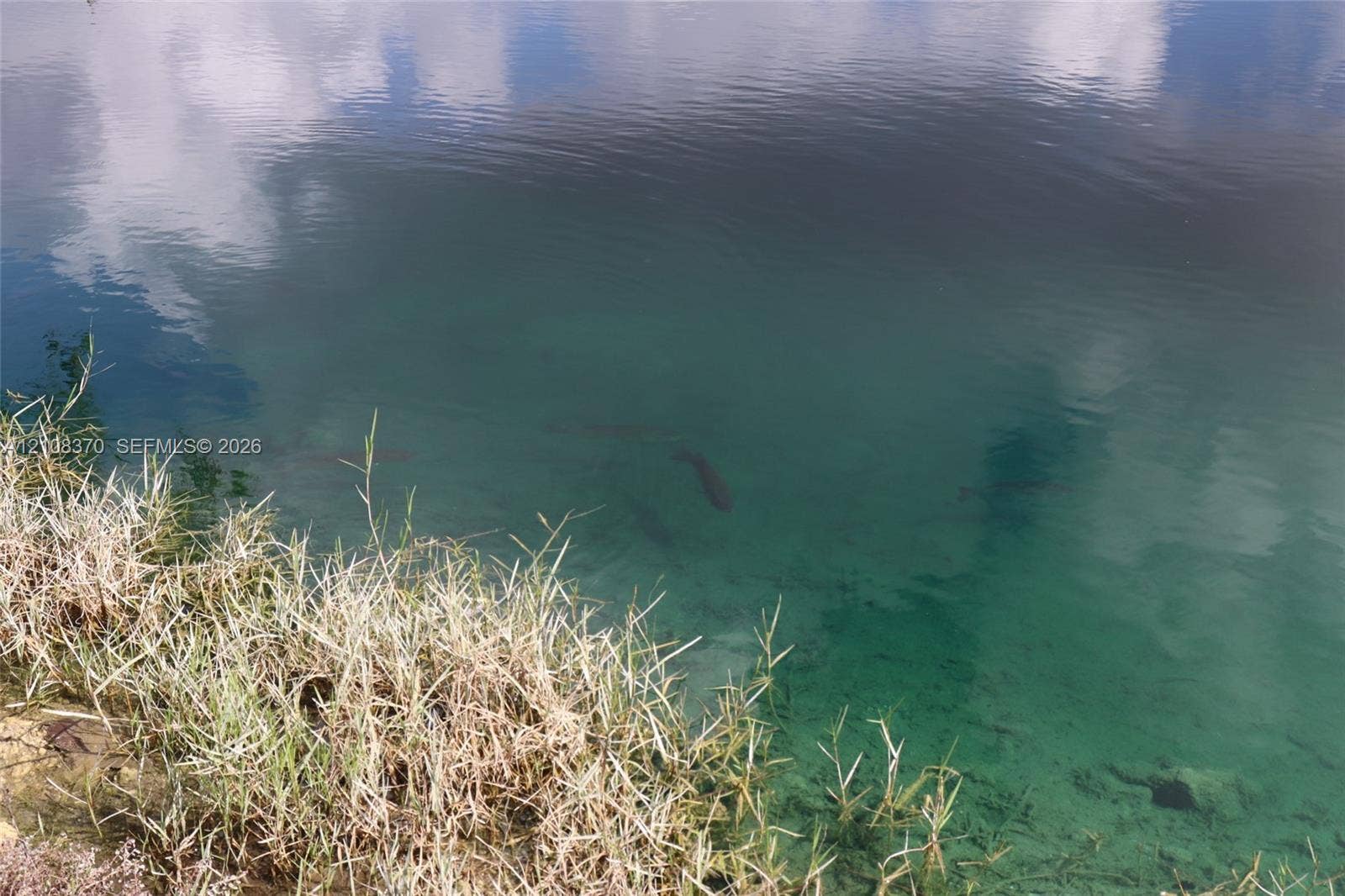 18901 SW 63rd Street, Southwest Ranches, FL 33332 Waterfront property featuring a clear natural pond with aquatic life and native grasses along the shoreline