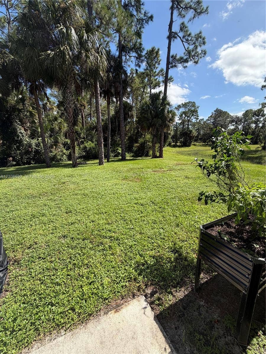 Expansive grass yard featuring mature palm trees and dense perimeter foliage