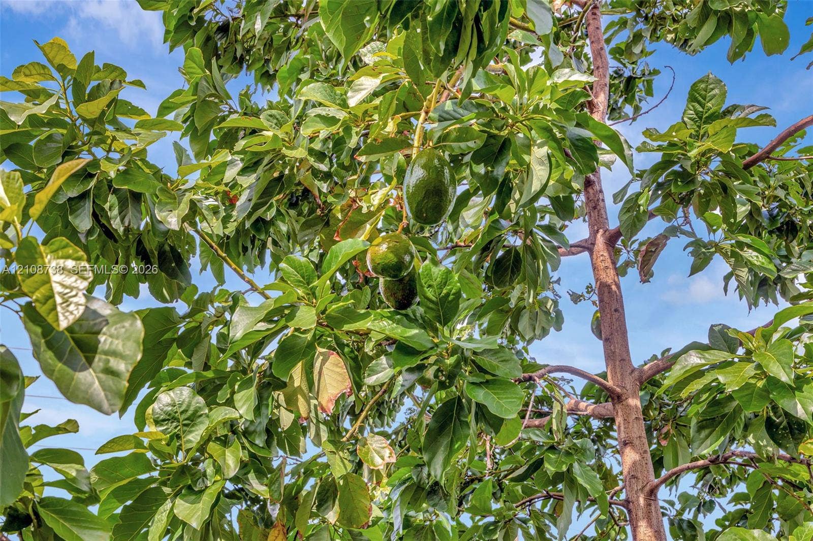 Mature avocado tree featuring dense foliage and productive fruit-bearing branches