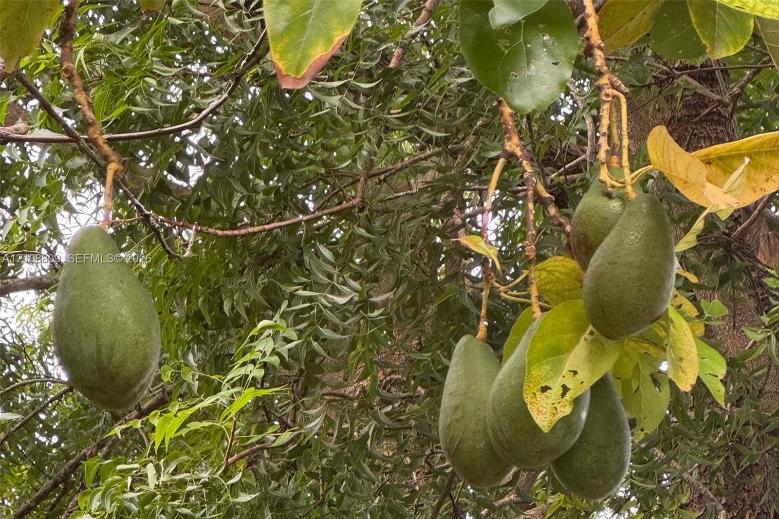 Mature avocado tree featuring dense foliage and fruit clusters