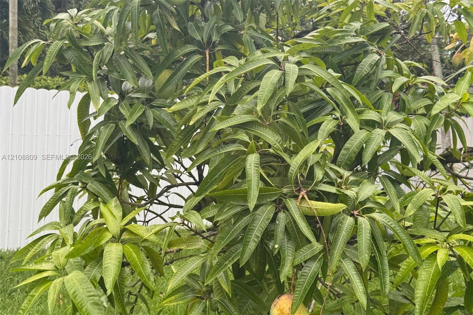 Mature fruit tree set against a white vinyl perimeter fence