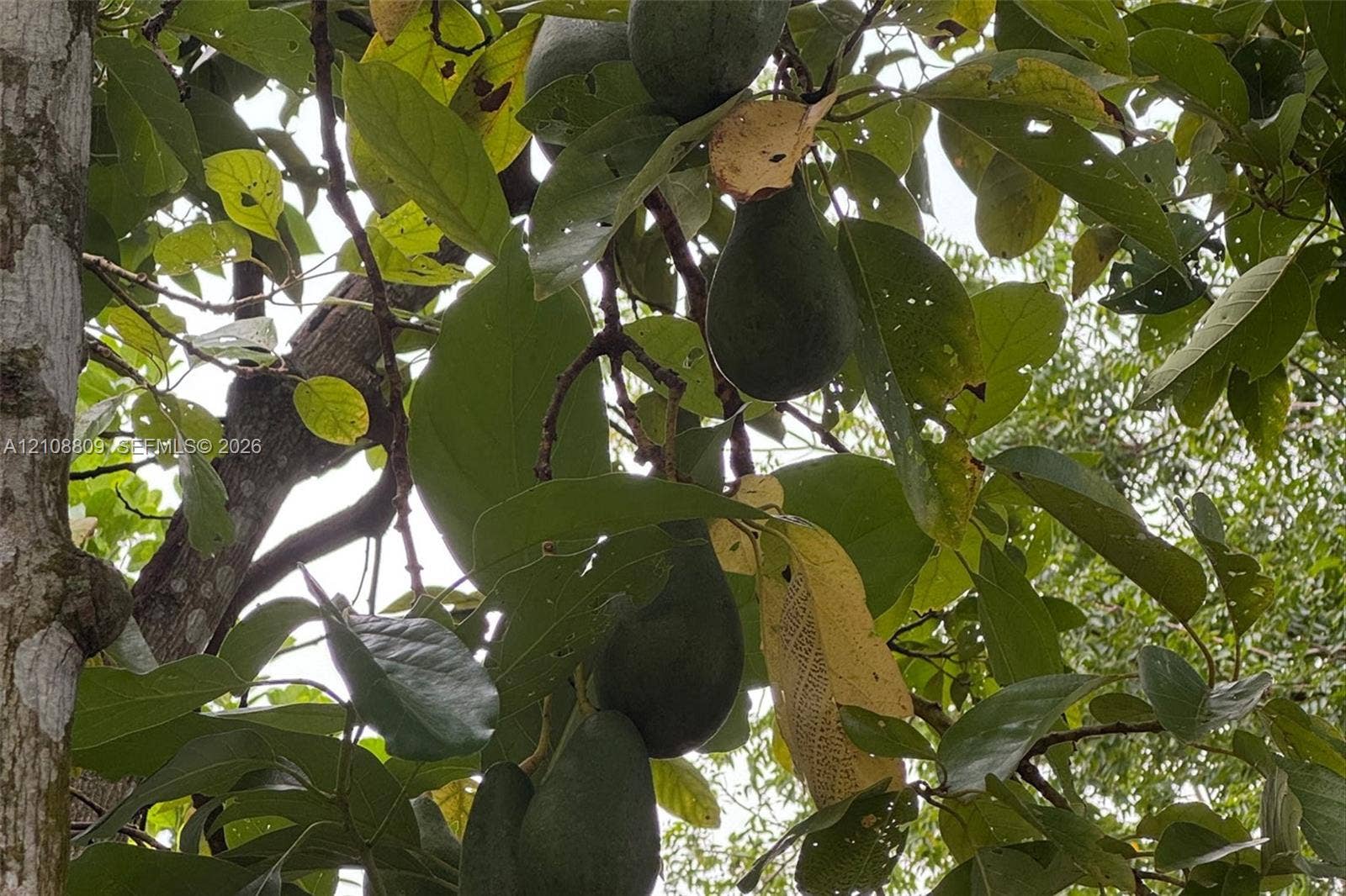 Mature fruit-bearing tree with dense green foliage