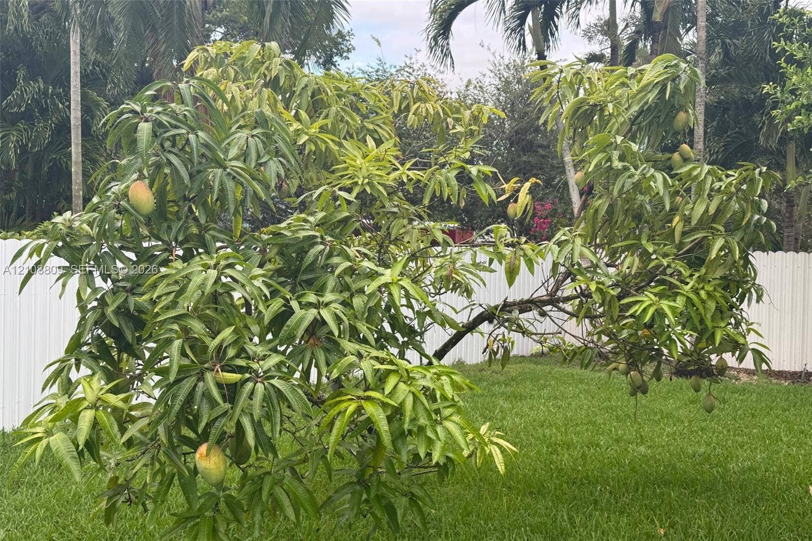 Fruiting mango tree situated in a backyard with a manicured lawn and white vinyl fencing
