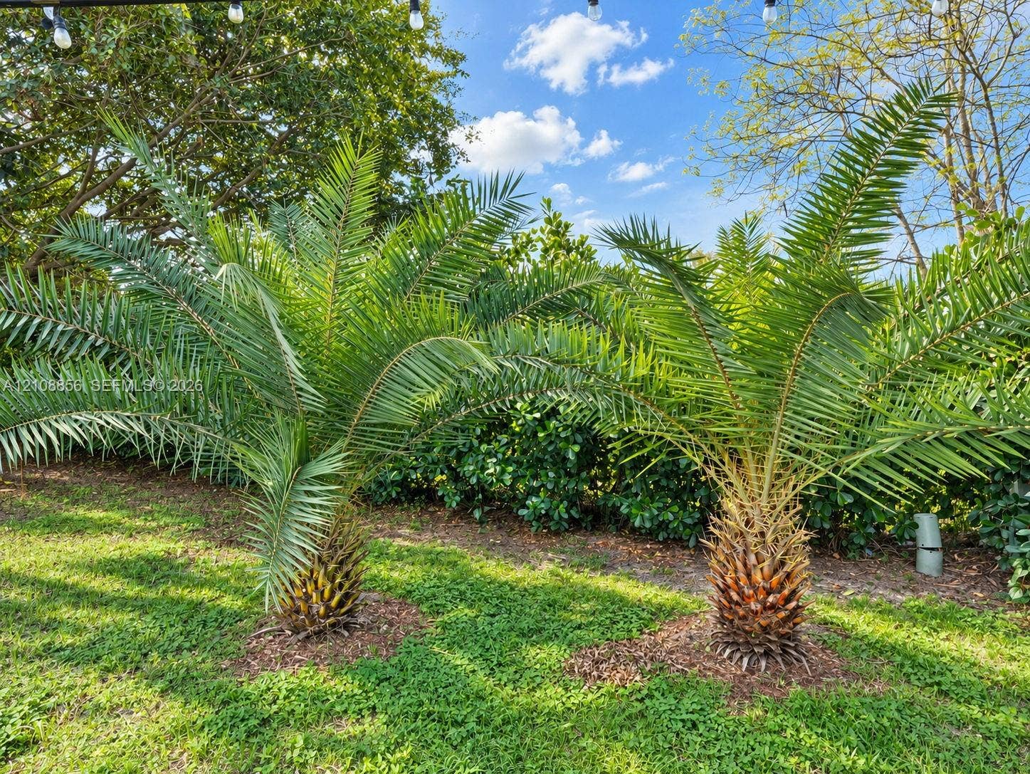 Landscaped grounds featuring two mature palm trees set within a grass lawn and mulch beds