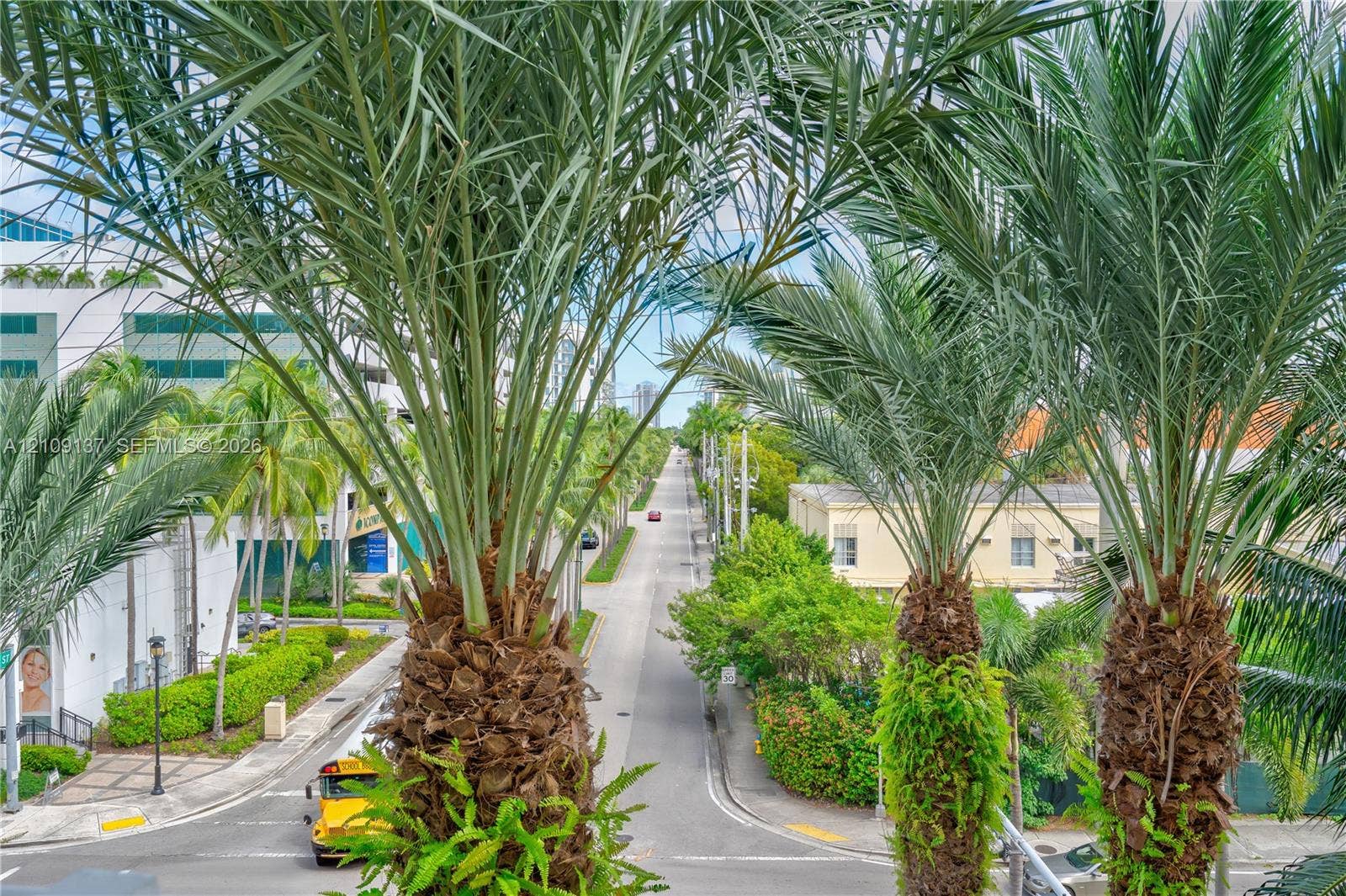 18800 NE 29th Avenue, #411, Aventura, FL 33180 Mature palm trees and urban streetscape with paved thoroughfare and manicured greenery