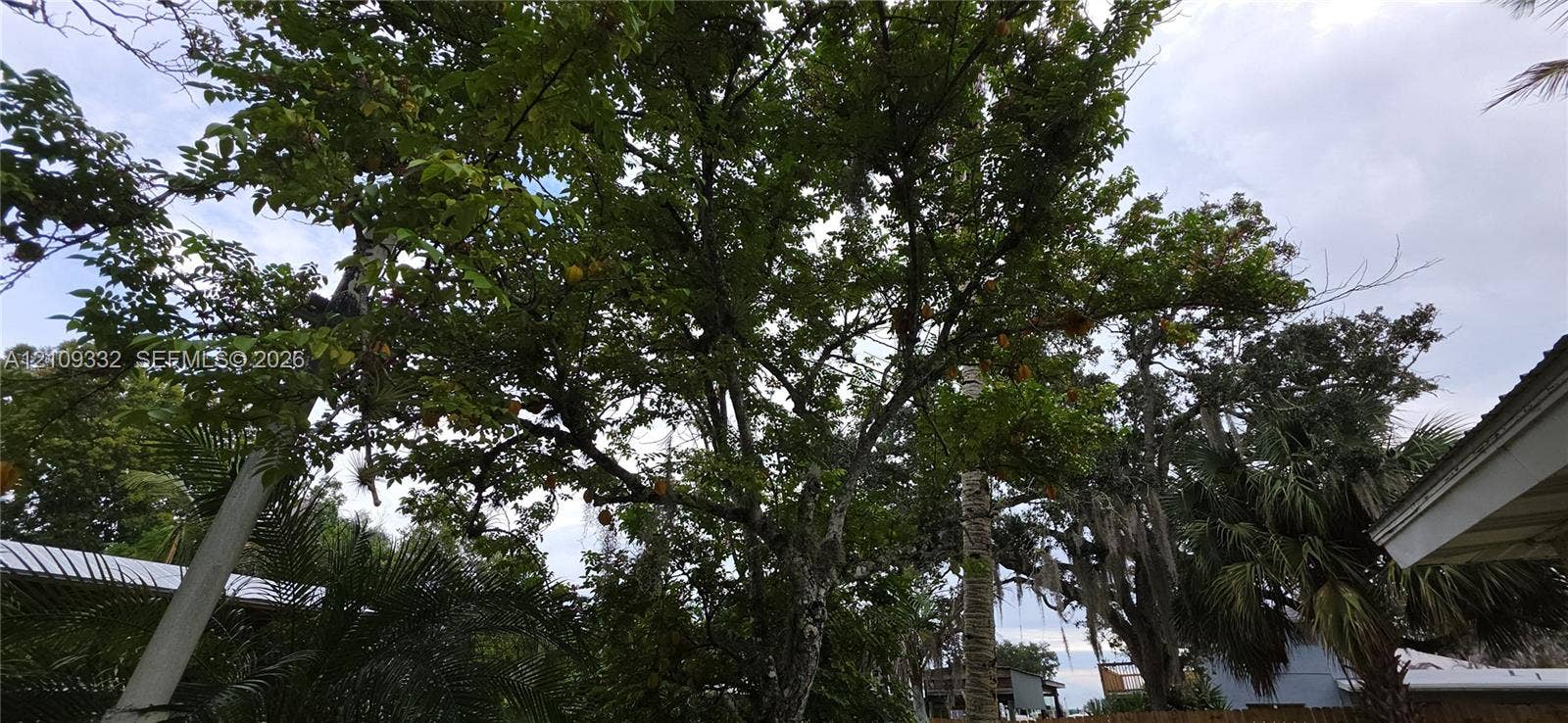Mature canopy trees and tropical vegetation