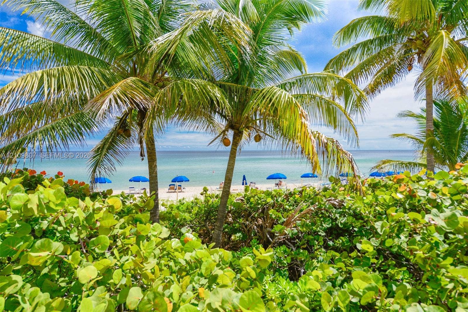 1980 S Ocean Drive, #16Q, Hallandale Beach, FL 33009 Coastal property featuring mature palm trees and lush, low-lying coastal vegetation