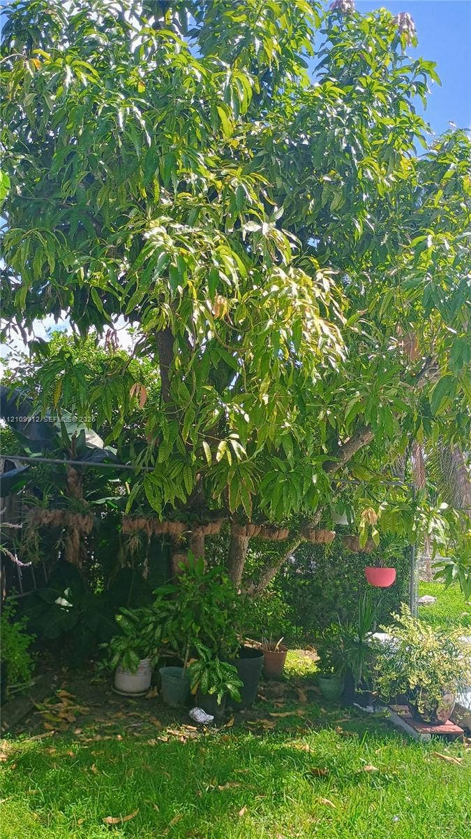 3253 SW 150 Court, Miami, FL 33185 Mature landscape featuring a fruit-bearing tree and established perimeter greenery